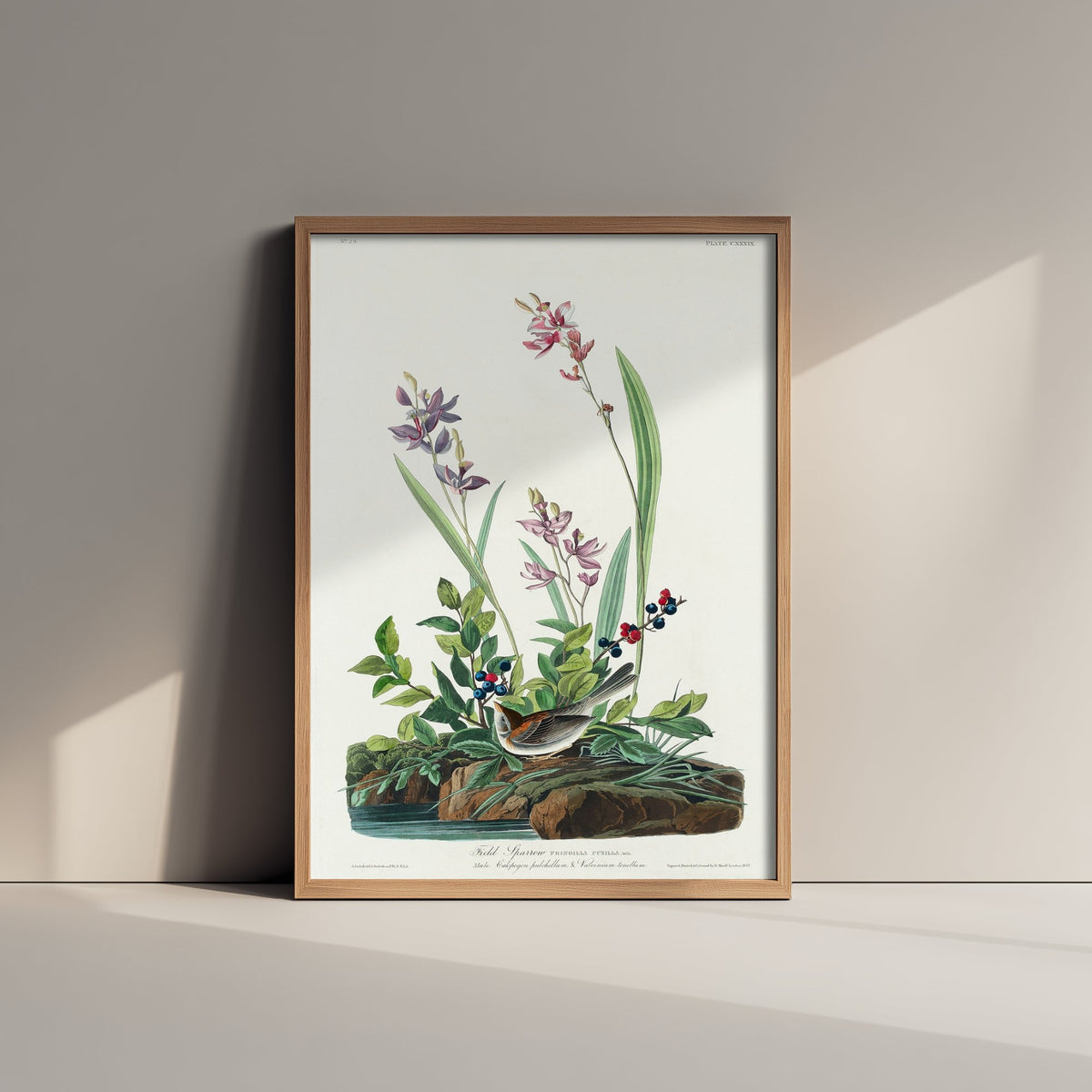 Field Sparrow Art Print - John James Audubon Poster - Birds of America Vintage Illustration