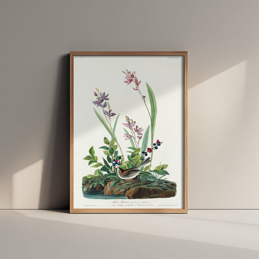 Field Sparrow Art Print - John James Audubon Poster - Birds of America Vintage Illustration