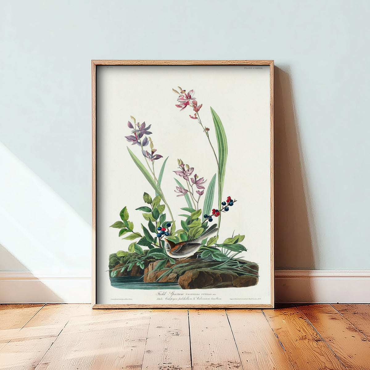 Field Sparrow Art Print - John James Audubon Poster - Birds of America Vintage Illustration