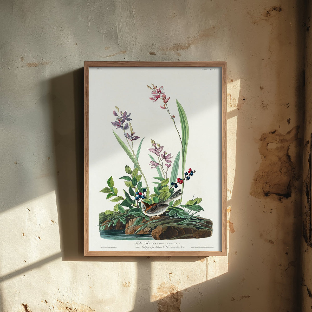 Field Sparrow Art Print - John James Audubon Poster - Birds of America Vintage Illustration