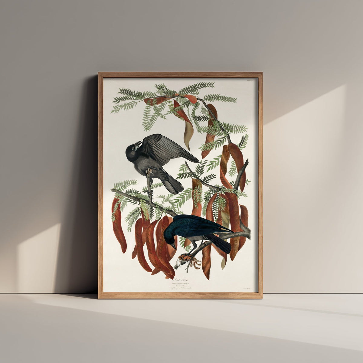 Fish Crow Art Print - John James Audubon Poster - Birds of America Vintage Illustration
