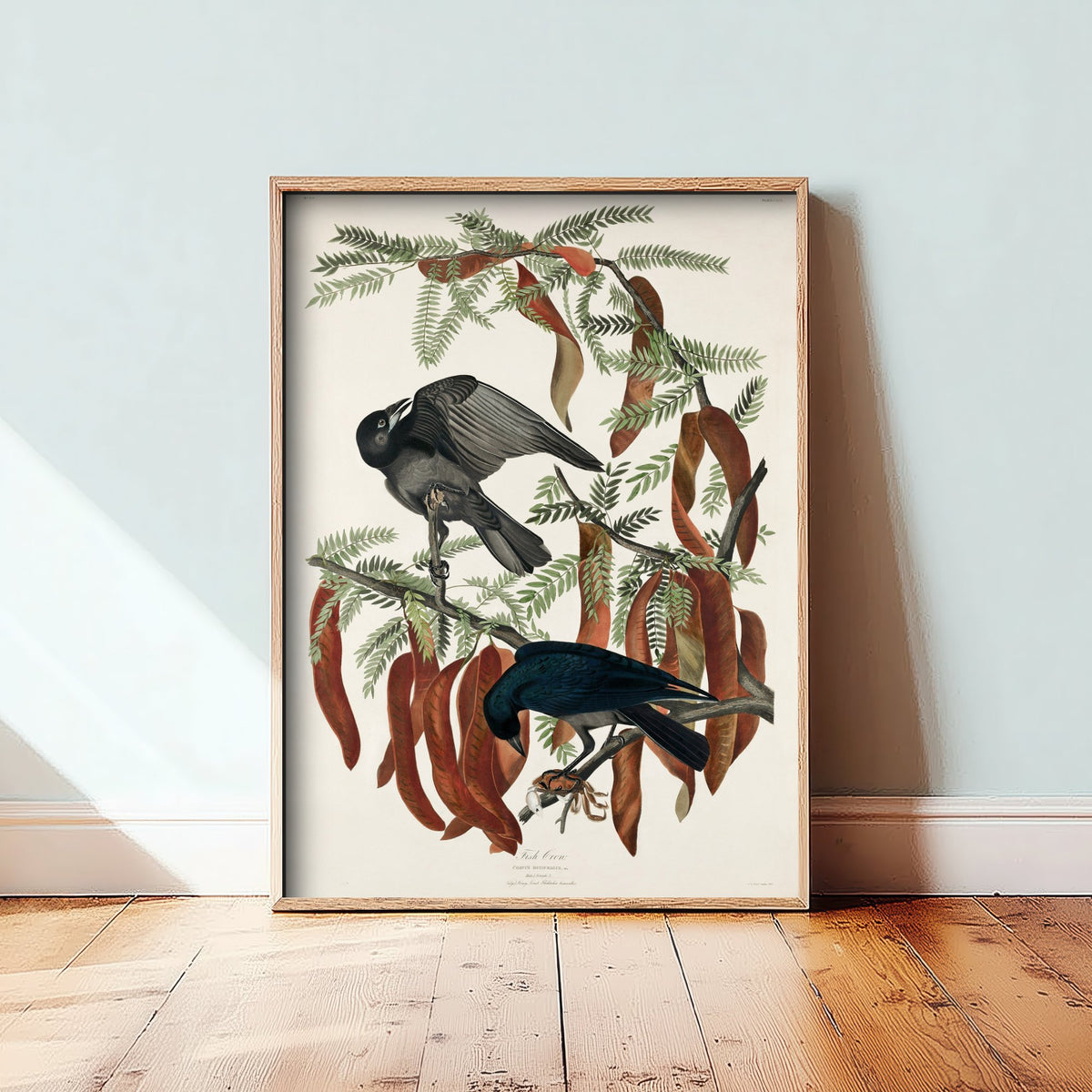 Fish Crow Art Print - John James Audubon Poster - Birds of America Vintage Illustration