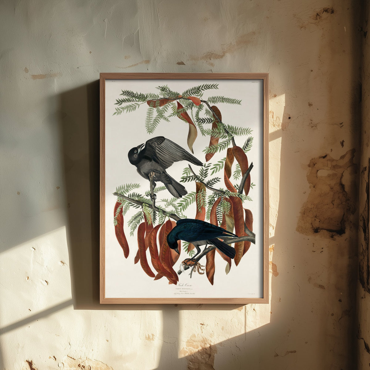 Fish Crow Art Print - John James Audubon Poster - Birds of America Vintage Illustration