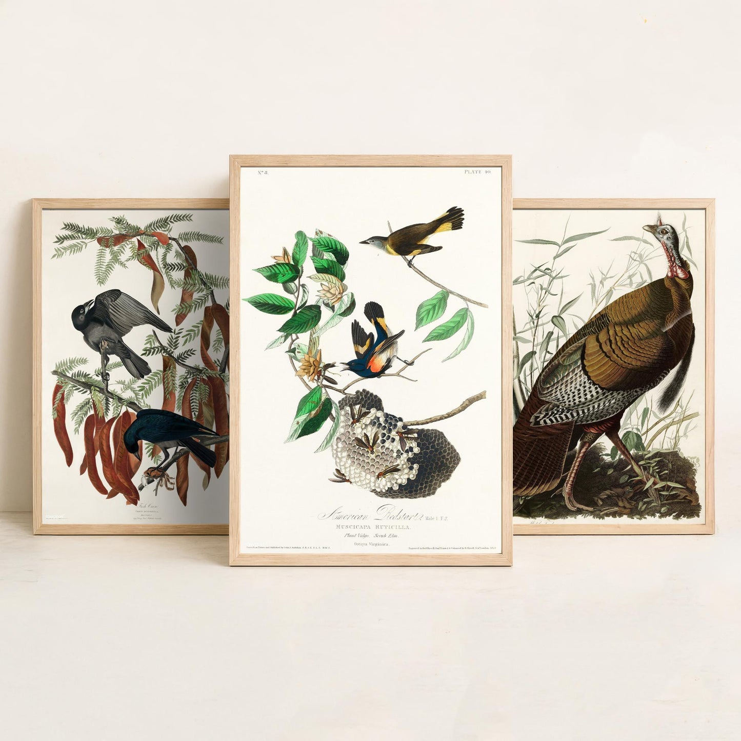 John James Audubon Set of Three Art Prints - Fish Crow, Wild Turkey, American Redstart - 3 Vintage Bird Illustration Posters