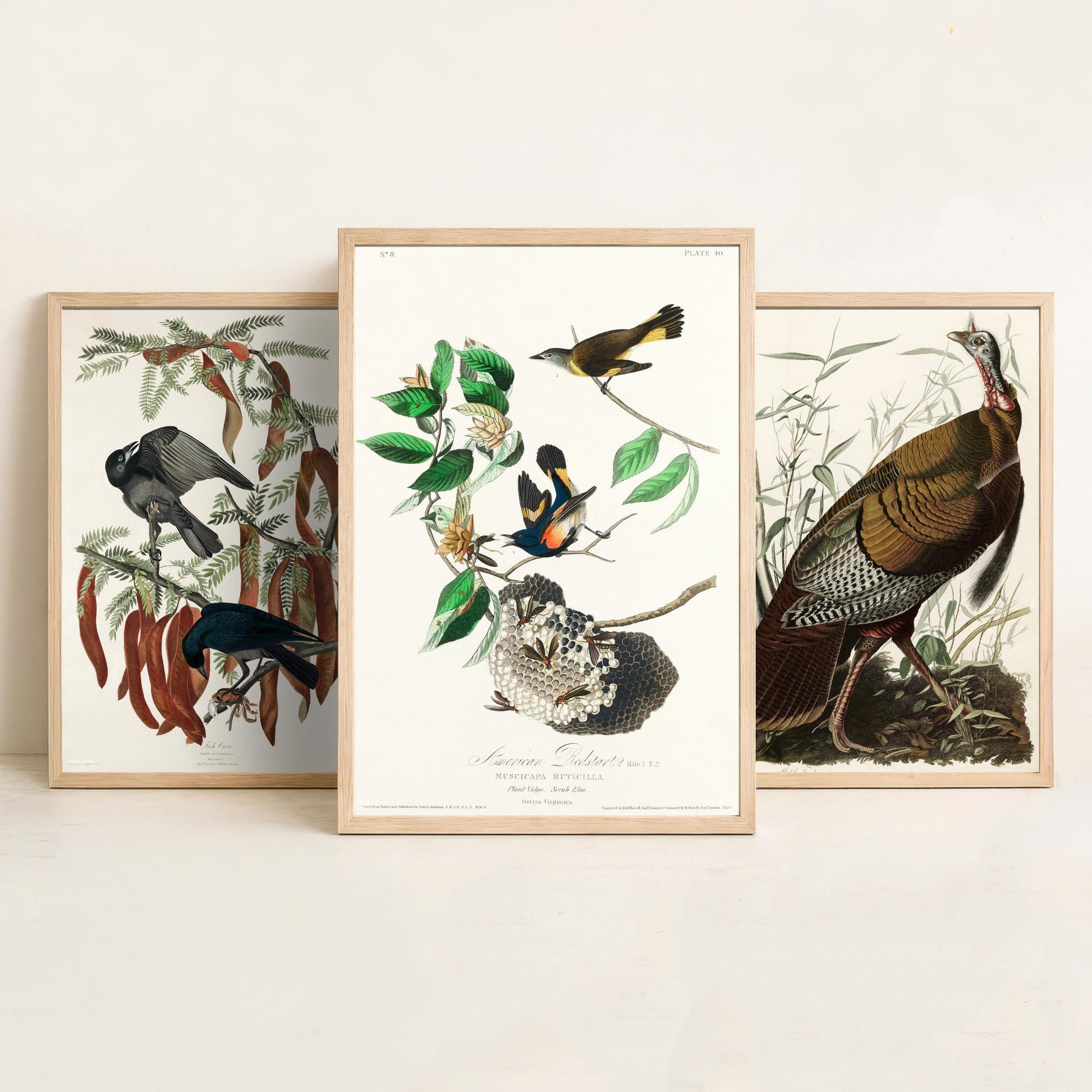 John James Audubon Set of Three Art Prints - Fish Crow, Wild Turkey, American Redstart - 3 Vintage Bird Illustration Posters
