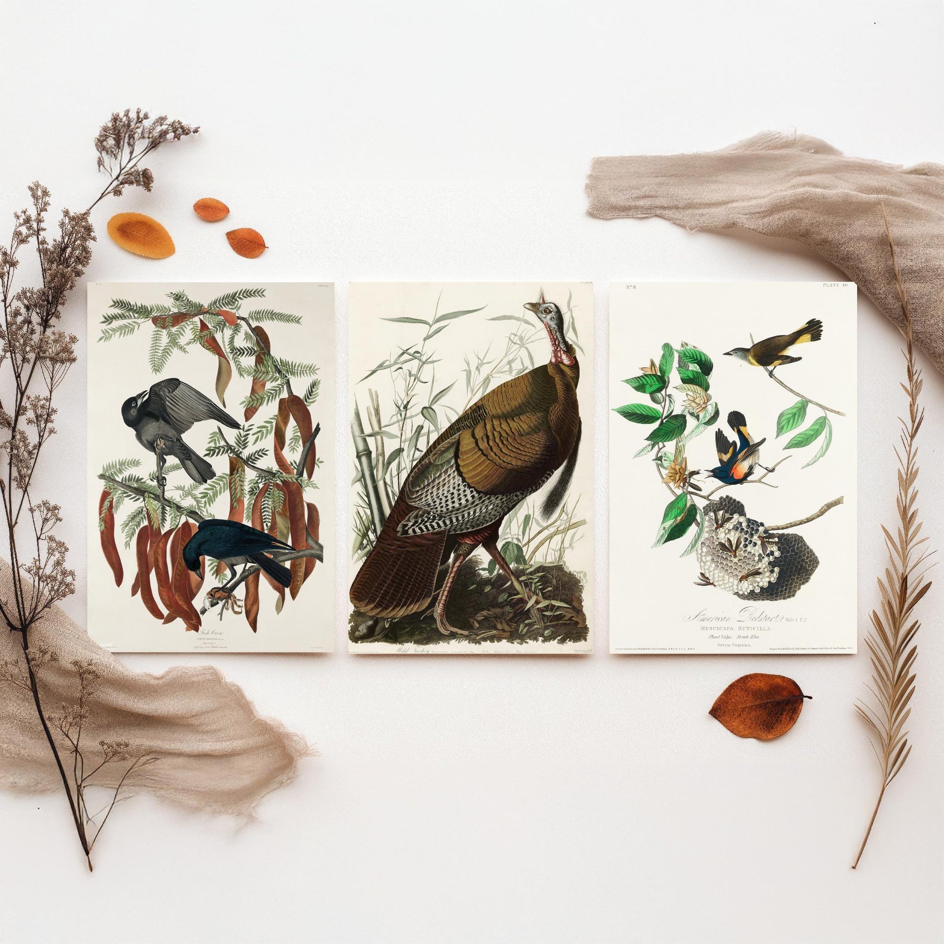 John James Audubon Set of Three Art Prints - Fish Crow, Wild Turkey, American Redstart - 3 Vintage Bird Illustration Posters