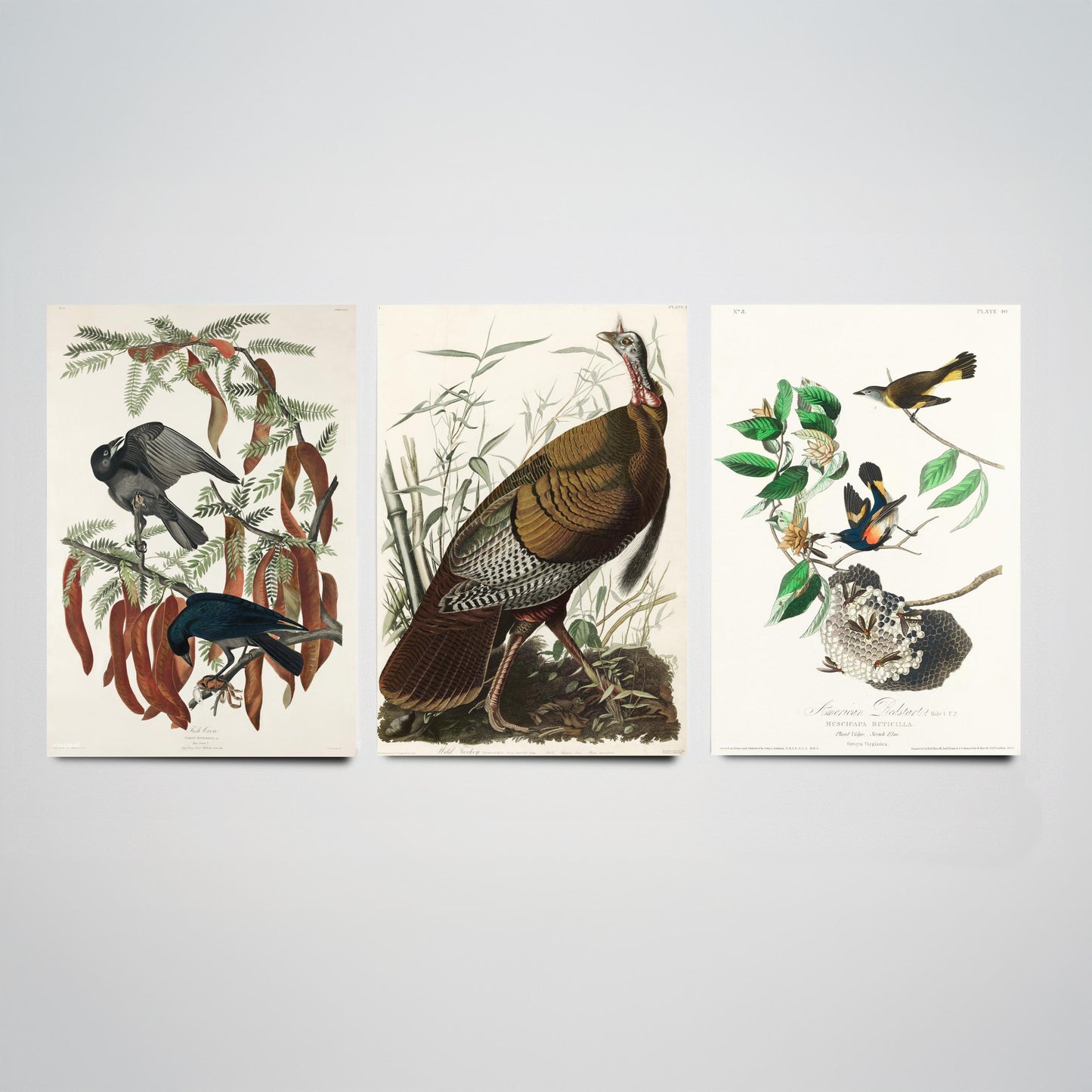 John James Audubon Set of Three Art Prints - Fish Crow, Wild Turkey, American Redstart - 3 Vintage Bird Illustration Posters