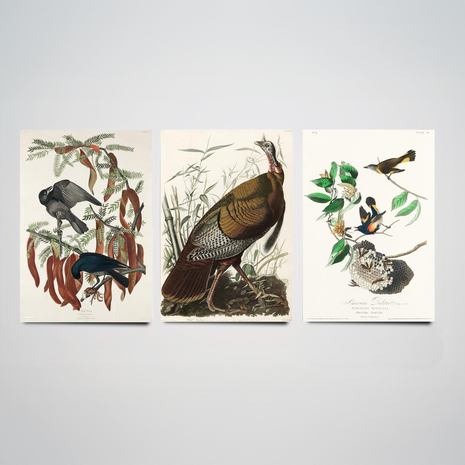 John James Audubon Set of Three Art Prints - Fish Crow, Wild Turkey, American Redstart - 3 Vintage Bird Illustration Posters