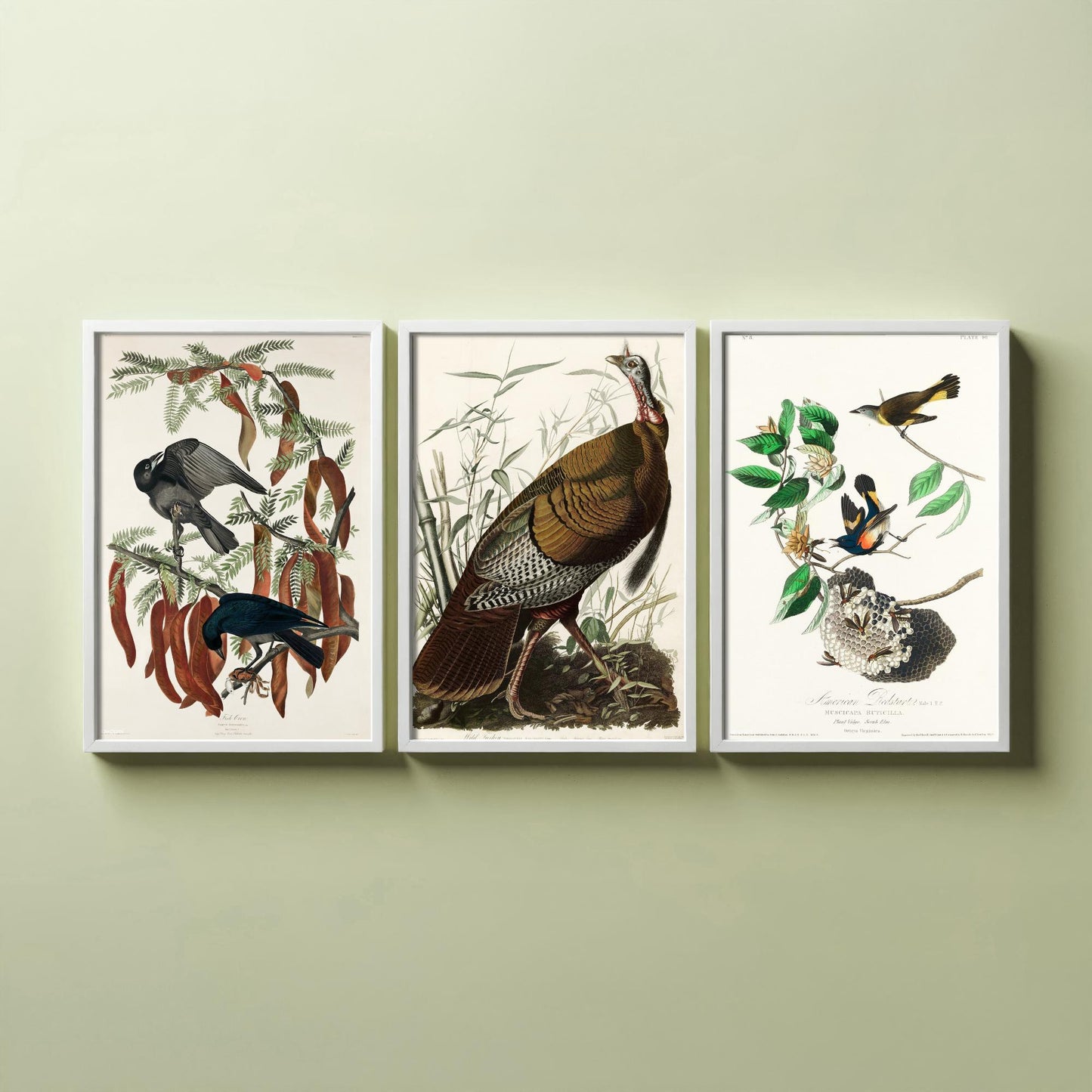 John James Audubon Set of Three Art Prints - Fish Crow, Wild Turkey, American Redstart - 3 Vintage Bird Illustration Posters
