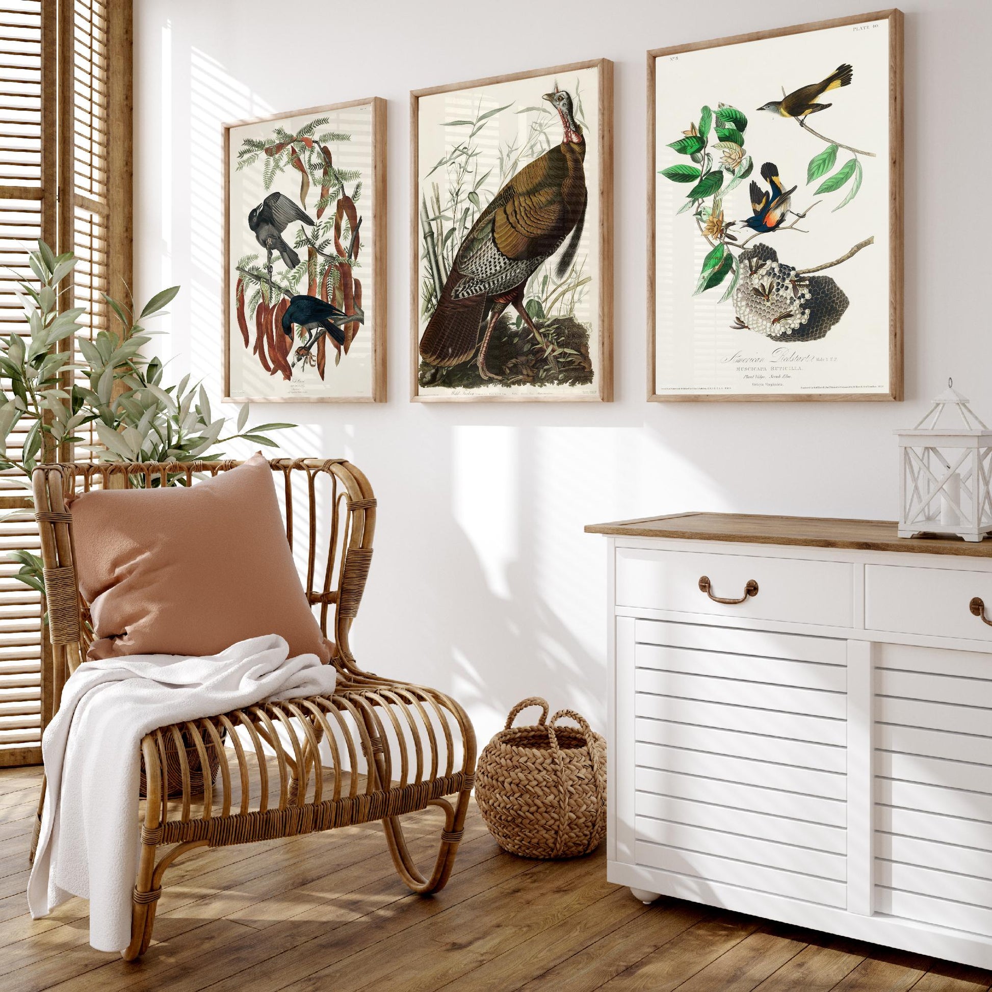 John James Audubon Set of Three Art Prints - Fish Crow, Wild Turkey, American Redstart - 3 Vintage Bird Illustration Posters