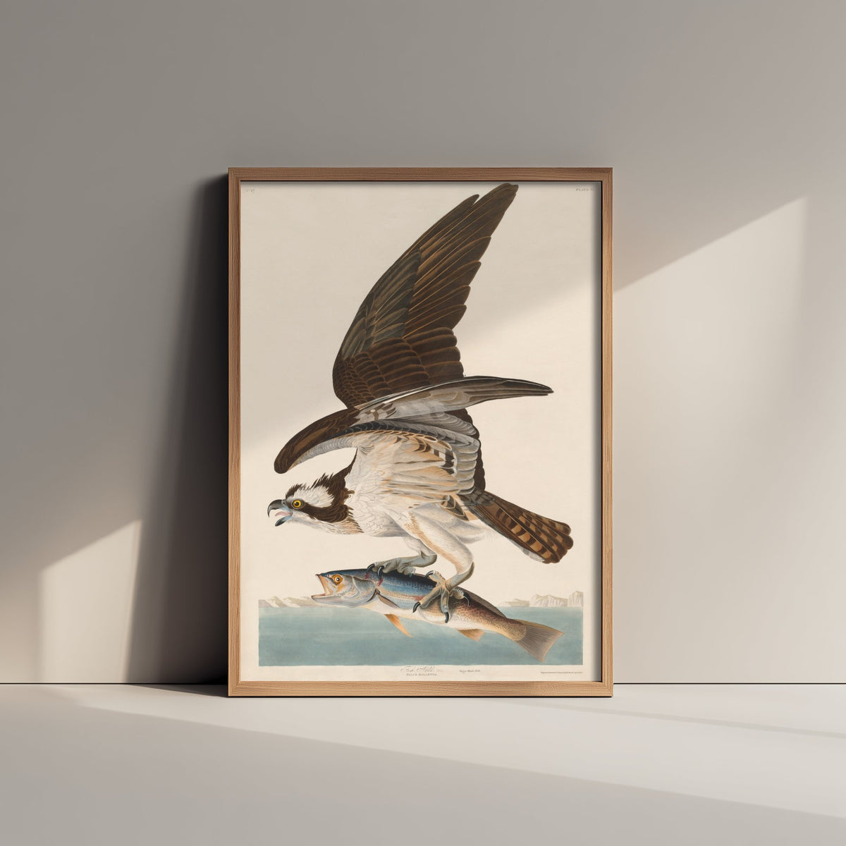 Osprey Art Print - John James Audubon Poster - Birds of America Vintage Illustration