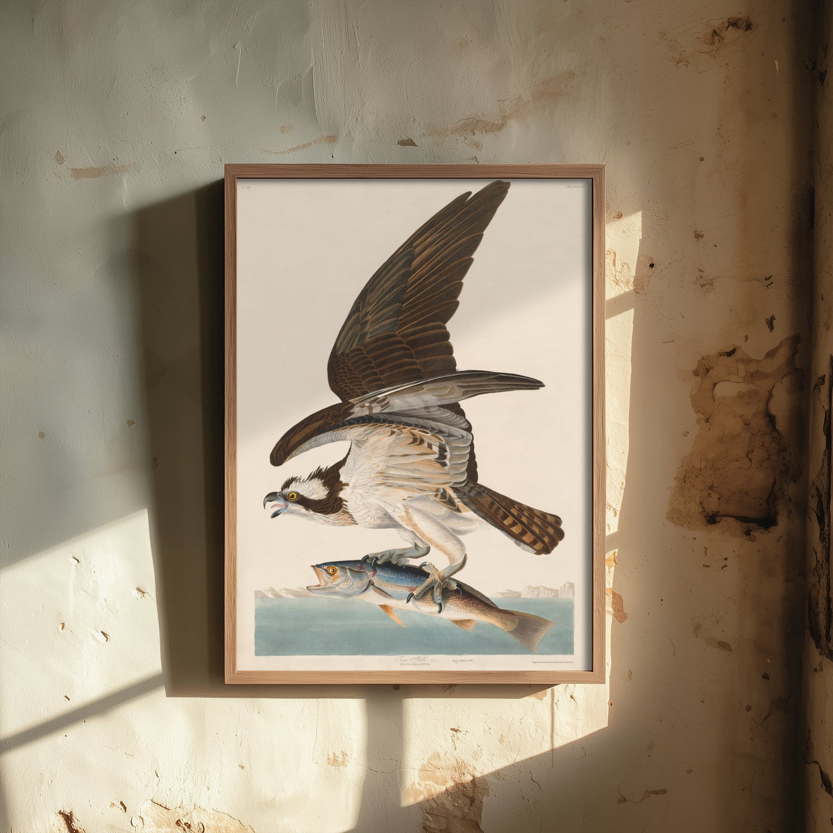 Osprey Art Print - John James Audubon Poster - Birds of America Vintage Illustration