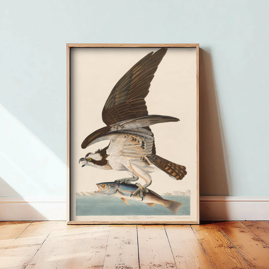 Osprey Art Print - John James Audubon Poster - Birds of America Vintage Illustration