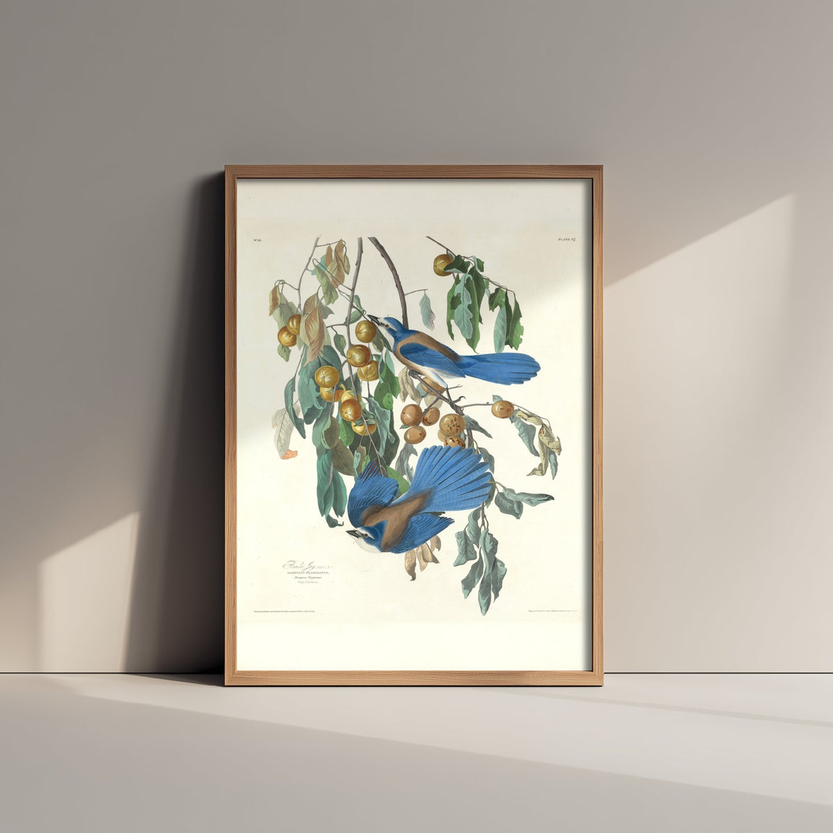 John James Audubon - Florida Jays - Classic Painting Art Print - Birds of America Poster - Blue Jays 1/3
