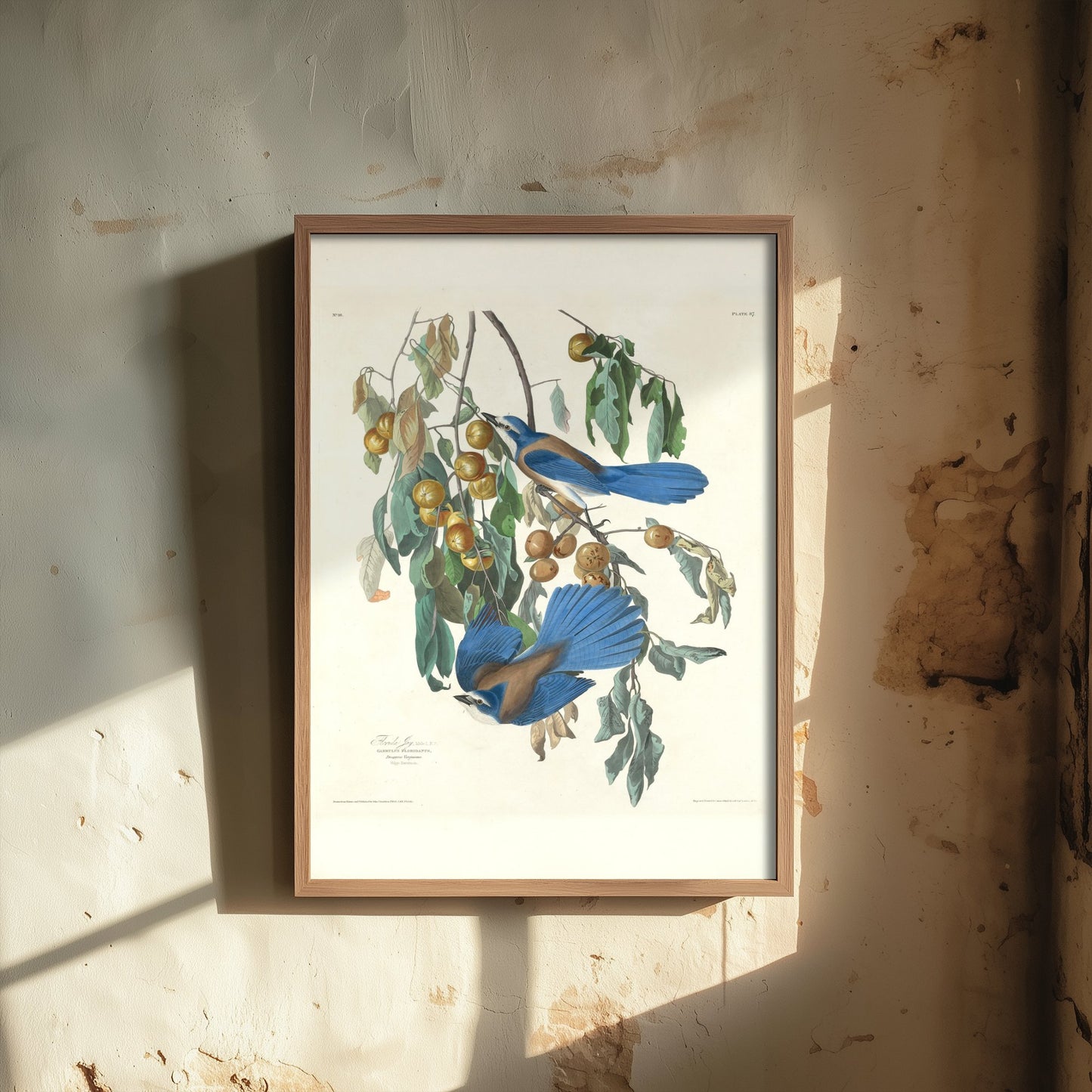 John James Audubon - Florida Jays - Classic Painting Art Print - Birds of America Poster - Blue Jays 1/3
