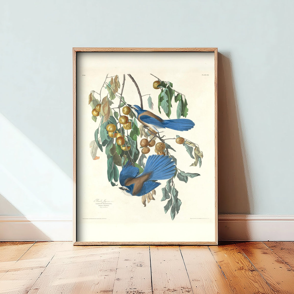 John James Audubon - Florida Jays - Classic Painting Art Print - Birds of America Poster - Blue Jays 1/3