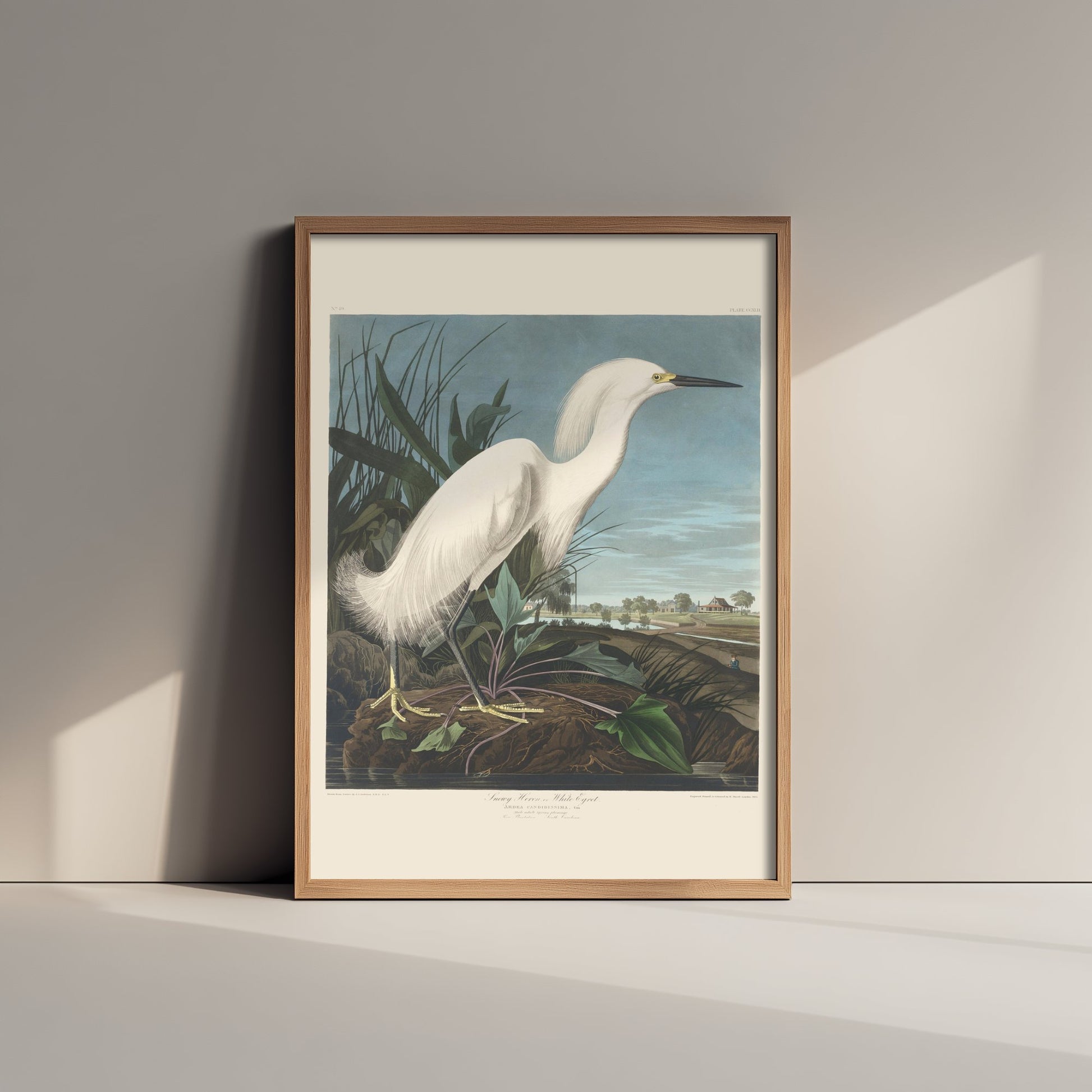 John James Audubon - Snowy Heron - Classic Painting Art Print - Birds of America Poster - White Egret 2/3