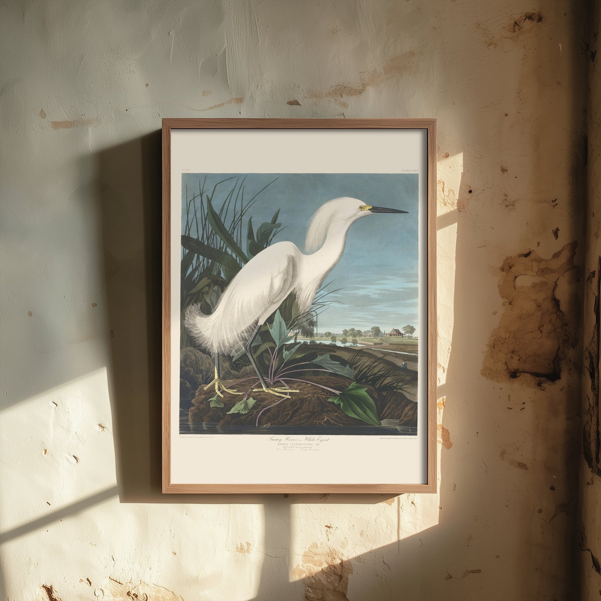 John James Audubon - Snowy Heron - Classic Painting Art Print - Birds of America Poster - White Egret 2/3
