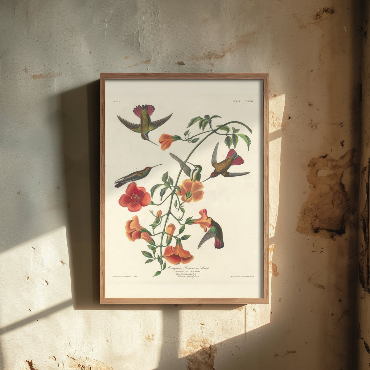 John James Audubon - Mangrove Hummingbird - Classic Painting Art Print - Birds of America Poster - Flowers 3/3
