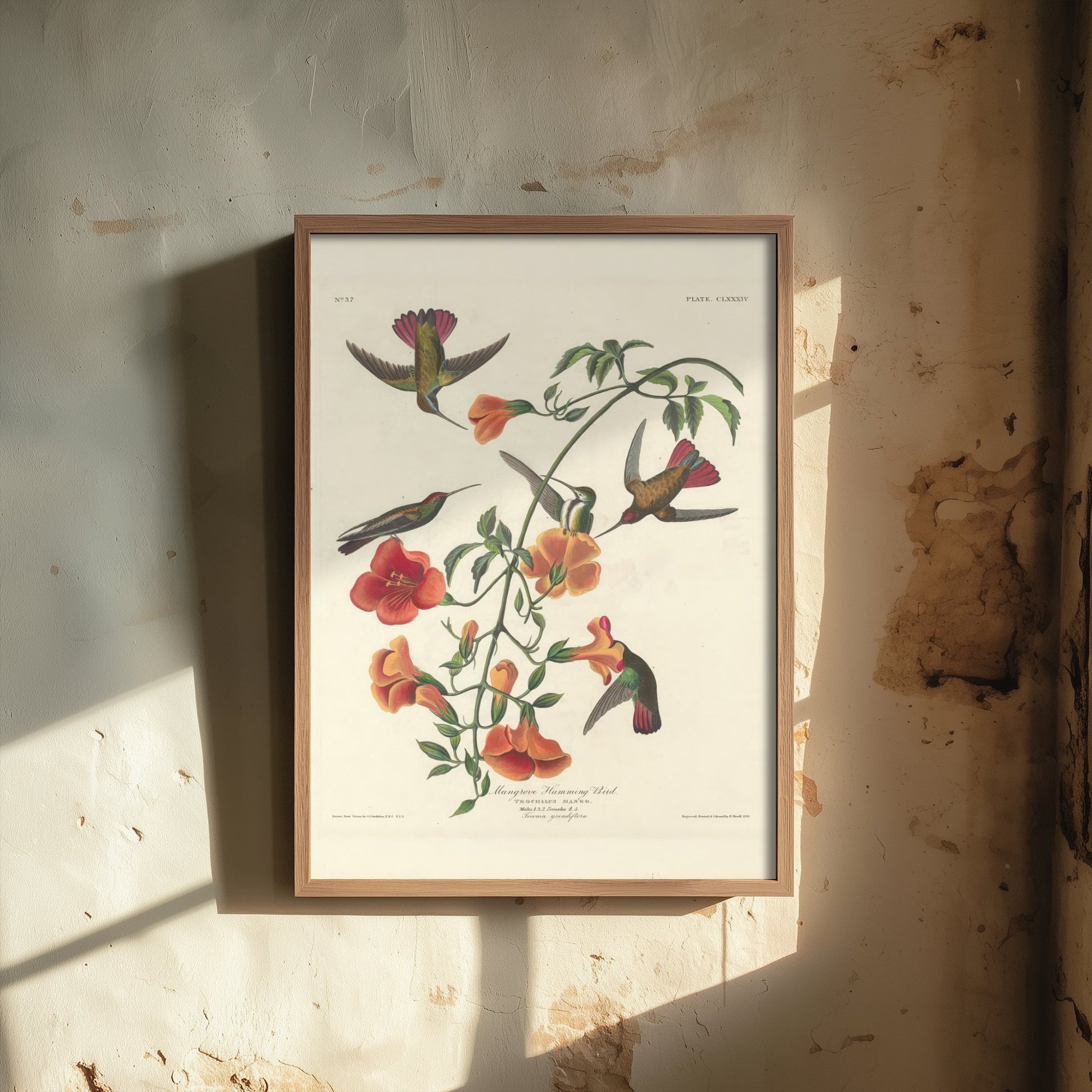 John James Audubon - Mangrove Hummingbird - Classic Painting Art Print - Birds of America Poster - Flowers 3/3