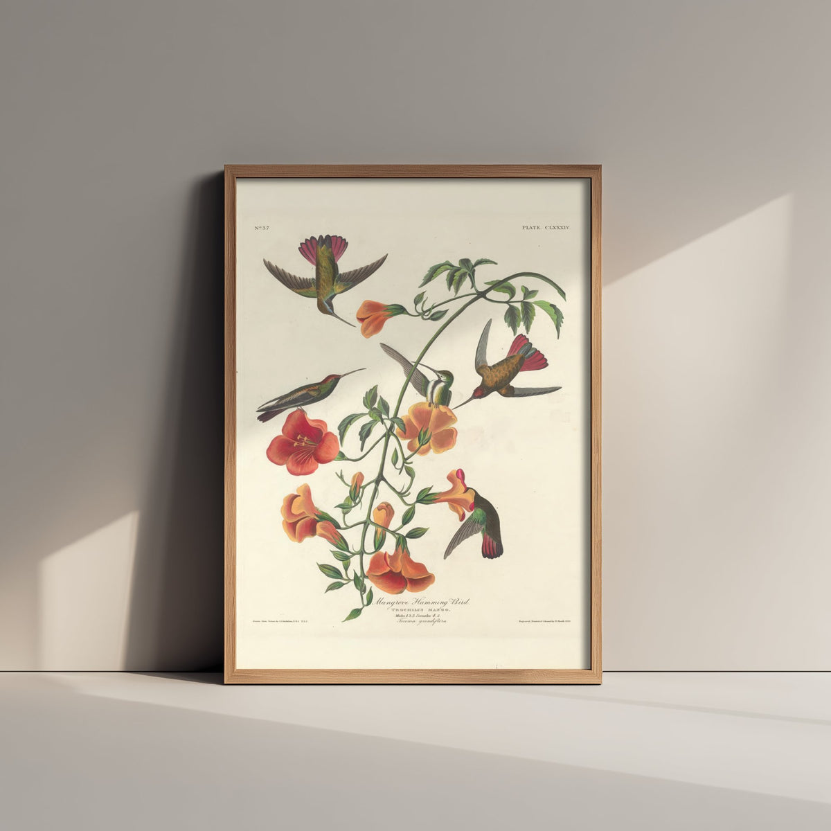 John James Audubon - Mangrove Hummingbird - Classic Painting Art Print - Birds of America Poster - Flowers 3/3