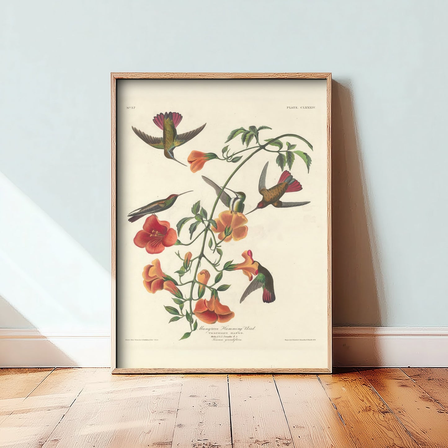John James Audubon - Mangrove Hummingbird - Classic Painting Art Print - Birds of America Poster - Flowers 3/3