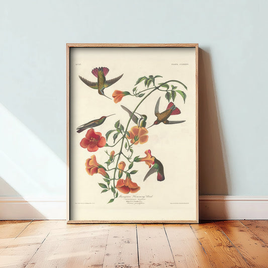 John James Audubon - Mangrove Hummingbird - Classic Painting Art Print - Birds of America Poster - Flowers 3/3