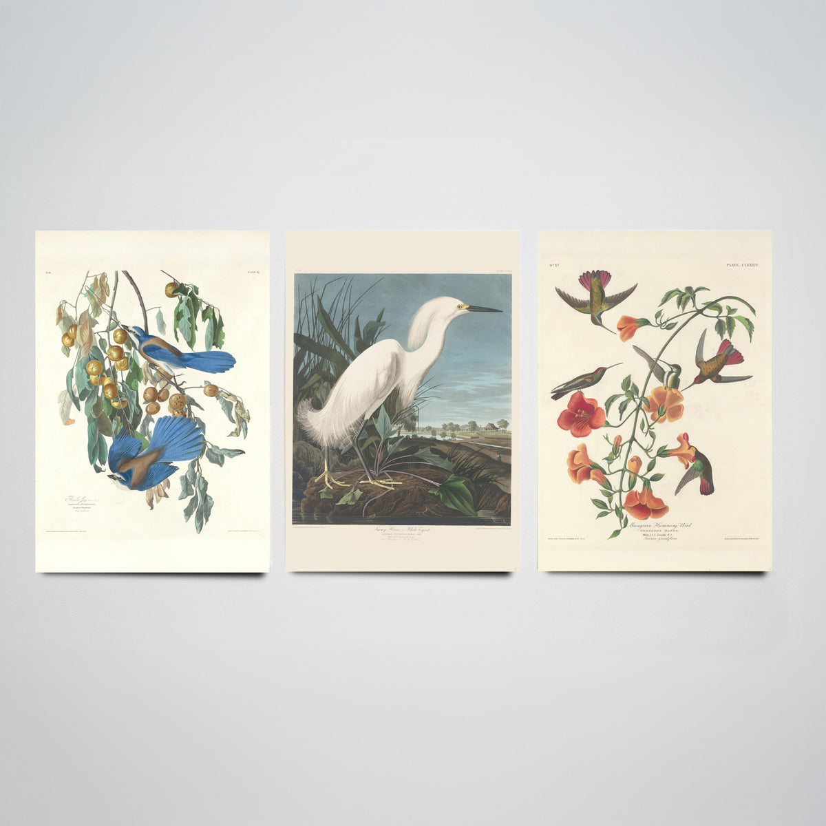 Set of Three John James Audubon Florida Prints - Florida Jays Snowy Heron Mangrove Hummingbird - 3 Bird Painting Posters Wall Art Gift Decor