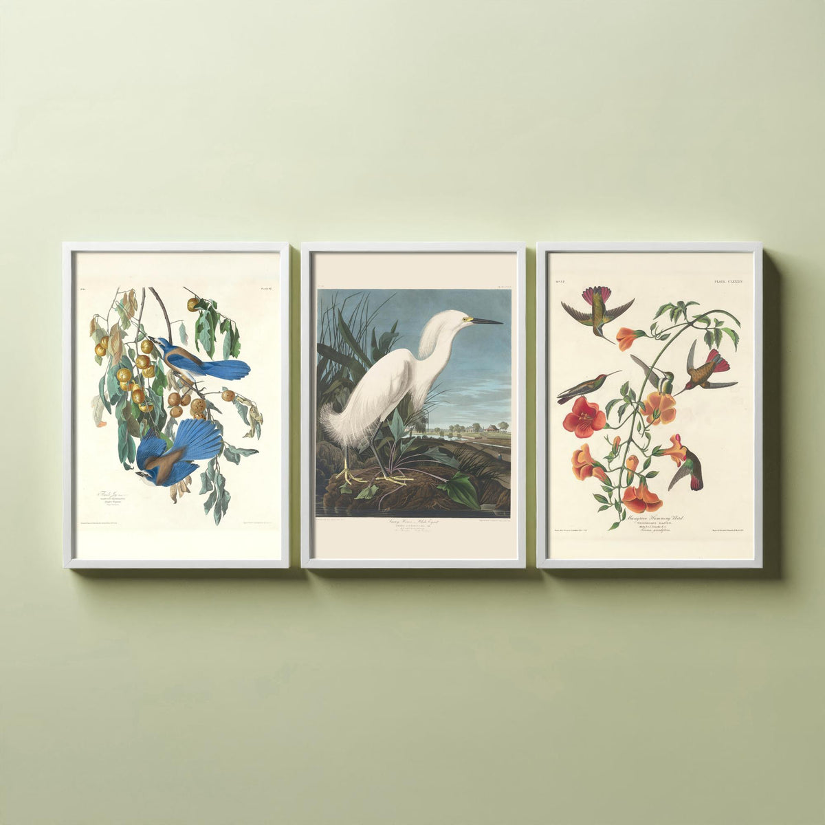 Set of Three John James Audubon Florida Prints - Florida Jays Snowy Heron Mangrove Hummingbird - 3 Bird Painting Posters Wall Art Gift Decor
