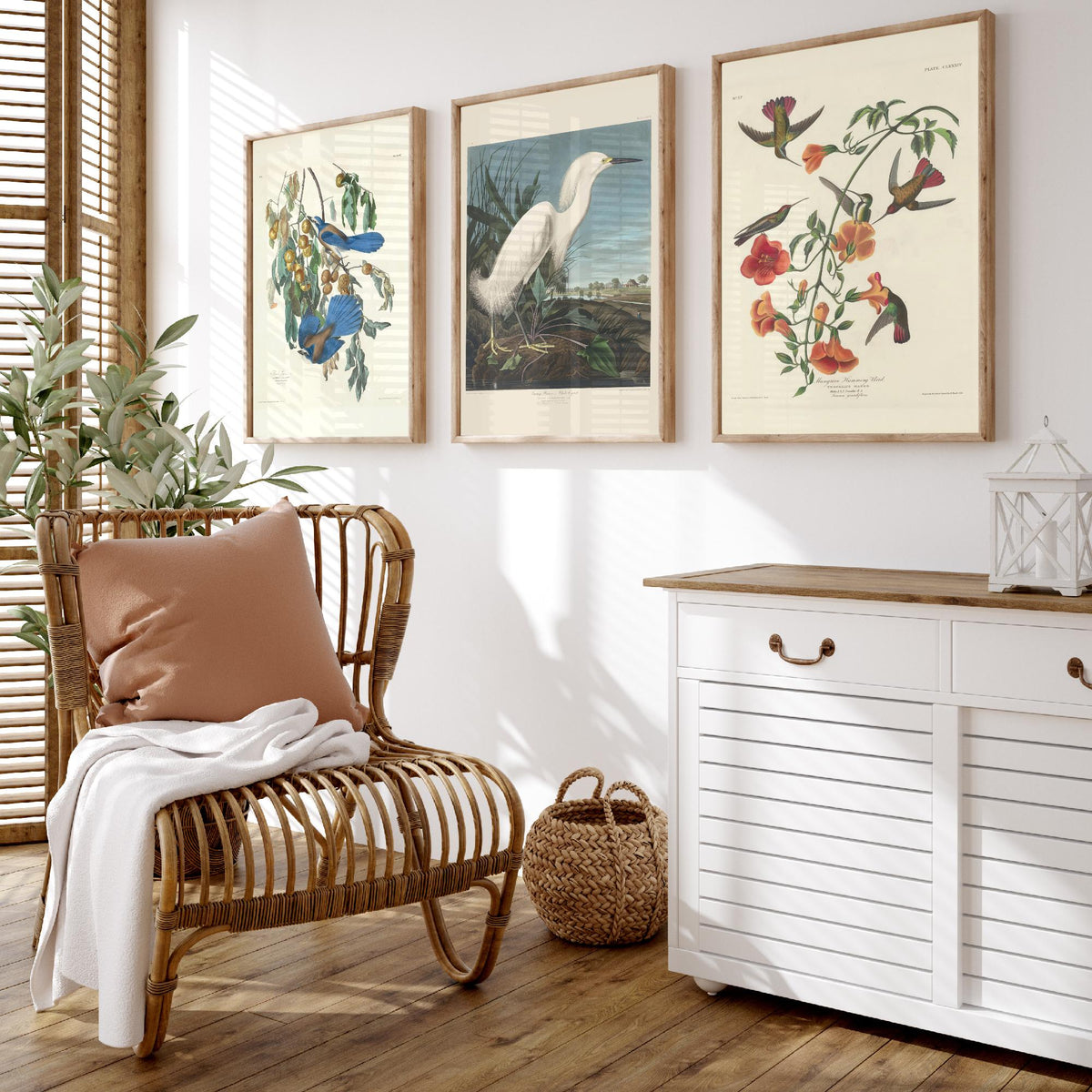 Set of Three John James Audubon Florida Prints - Florida Jays Snowy Heron Mangrove Hummingbird - 3 Bird Painting Posters Wall Art Gift Decor