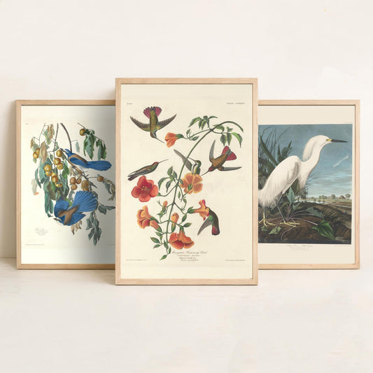 Set of Three John James Audubon Florida Prints - Florida Jays Snowy Heron Mangrove Hummingbird - 3 Bird Painting Posters Wall Art Gift Decor