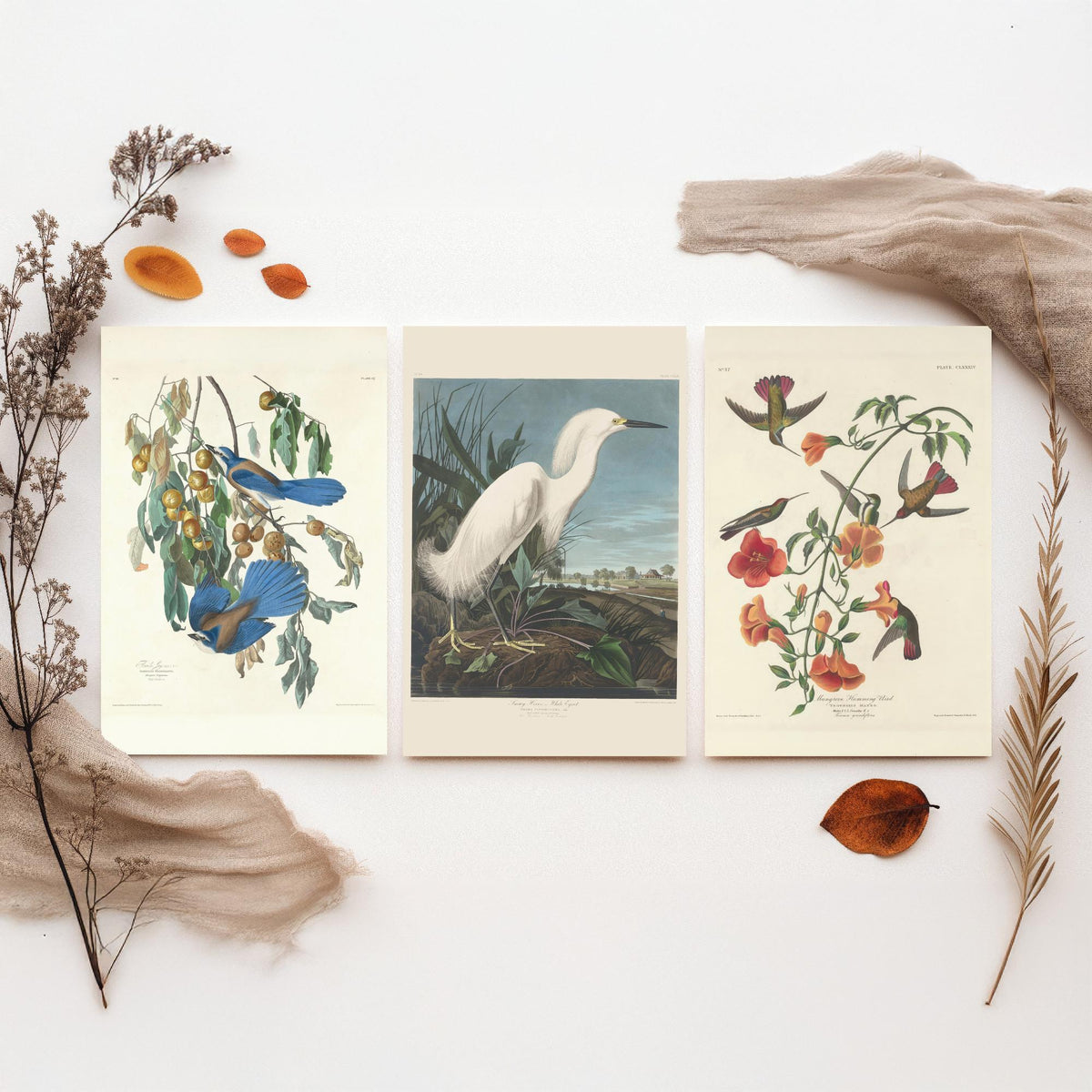 Set of Three John James Audubon Florida Prints - Florida Jays Snowy Heron Mangrove Hummingbird - 3 Bird Painting Posters Wall Art Gift Decor