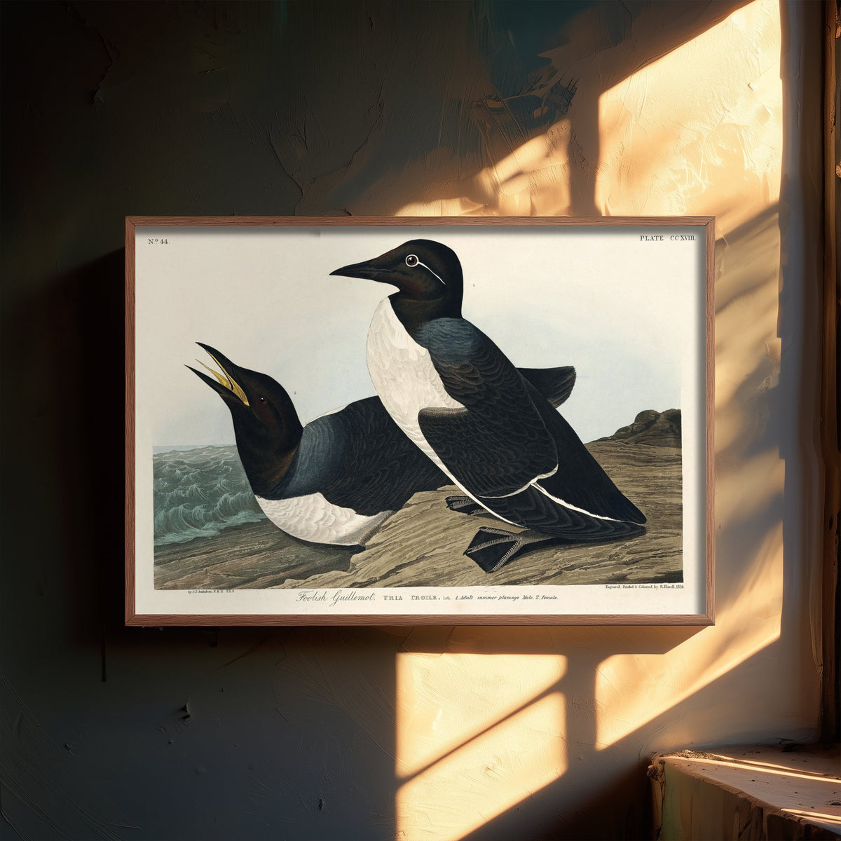 Common Murre Art Print - John James Audubon Poster - Birds of America Vintage Illustration
