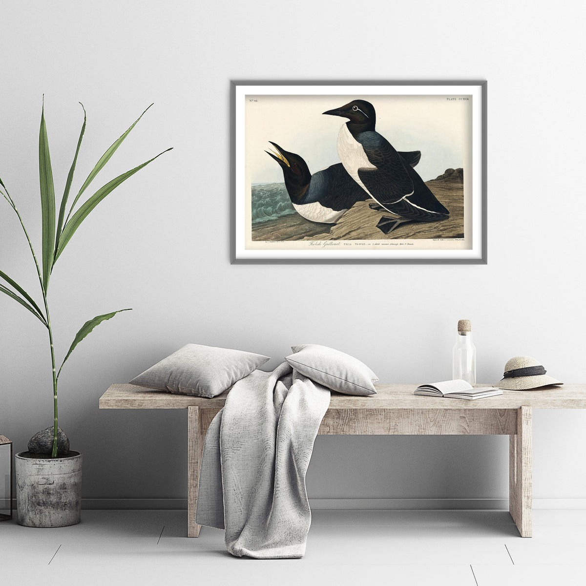 Common Murre Art Print - John James Audubon Poster - Birds of America Vintage Illustration