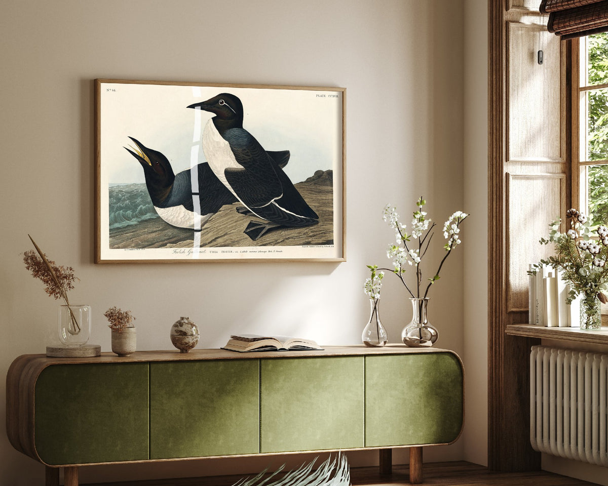 Common Murre Art Print - John James Audubon Poster - Birds of America Vintage Illustration