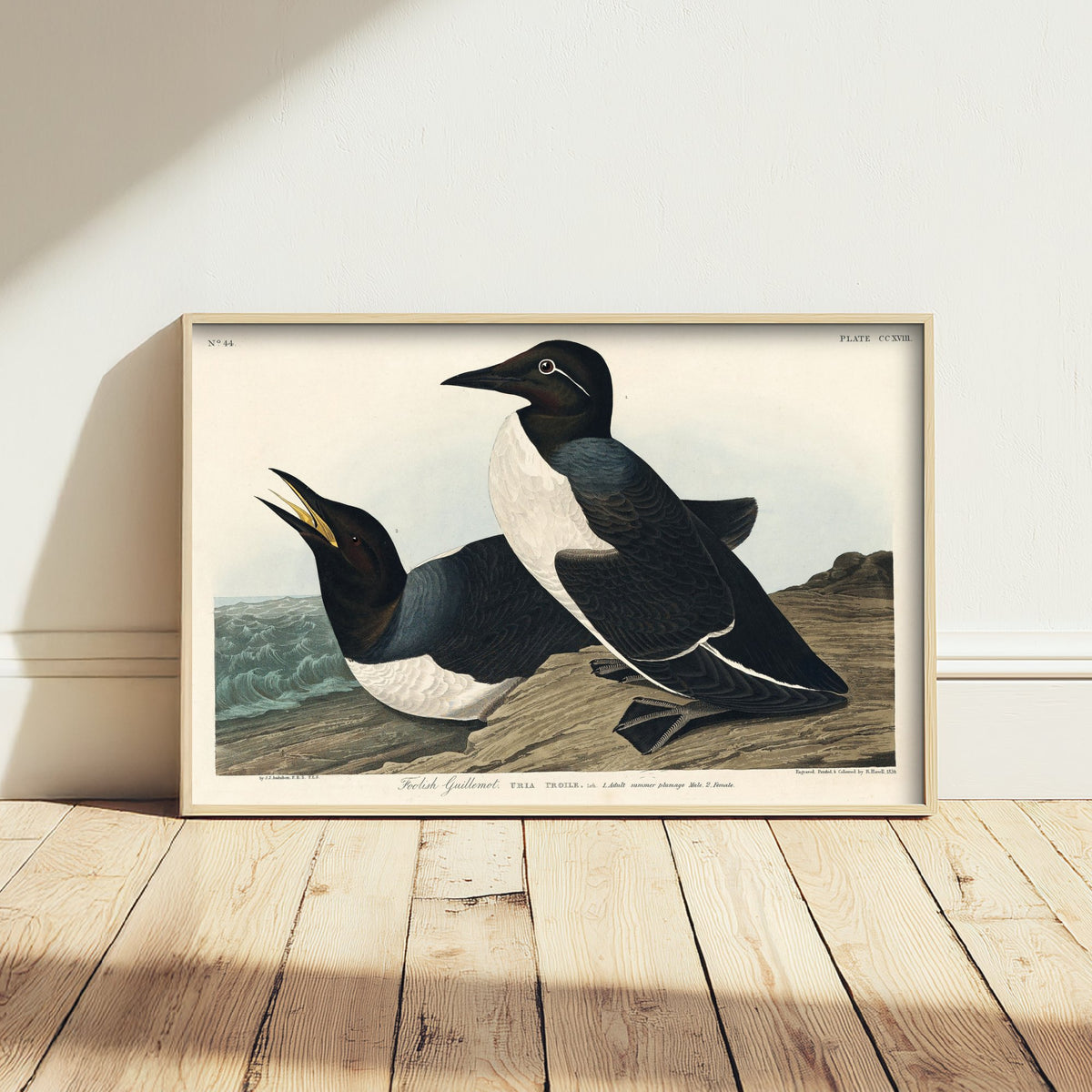 Common Murre Art Print - John James Audubon Poster - Birds of America Vintage Illustration