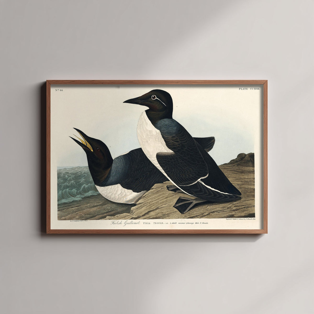 Common Murre Art Print - John James Audubon Poster - Birds of America Vintage Illustration