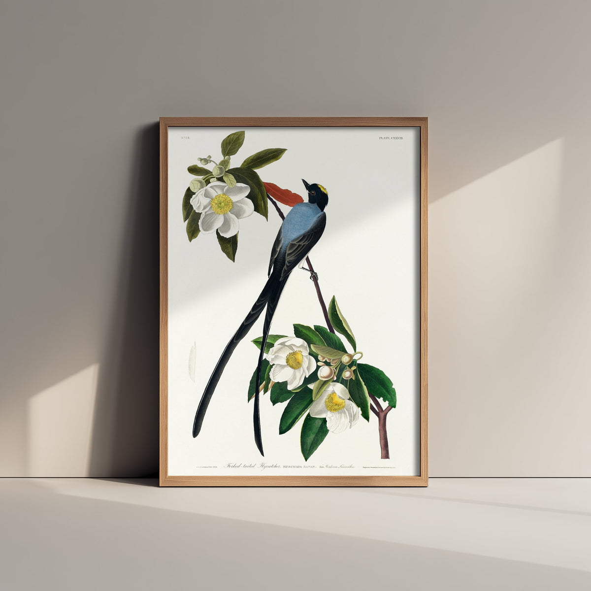 Fork-tailed Flycatcher Art Print - John James Audubon Poster - Birds of America Vintage Illustration