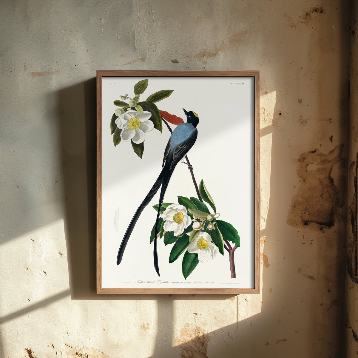 Fork-tailed Flycatcher Art Print - John James Audubon Poster - Birds of America Vintage Illustration