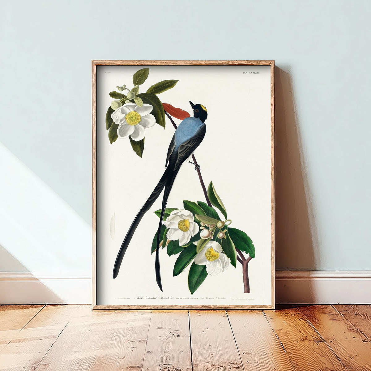 Fork-tailed Flycatcher Art Print - John James Audubon Poster - Birds of America Vintage Illustration