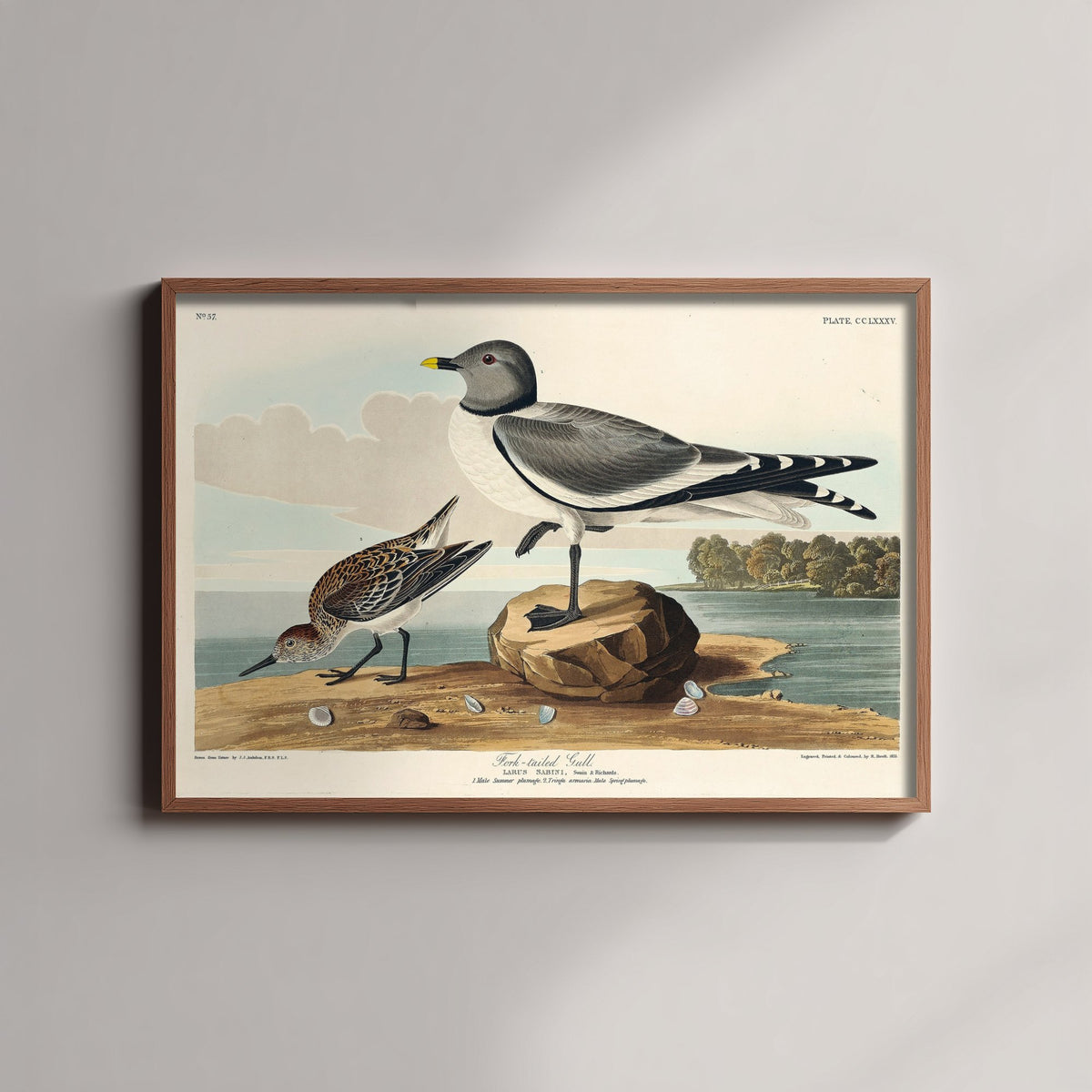 Sabine's Gull Art Print - John James Audubon Poster - Birds of America Vintage Illustration