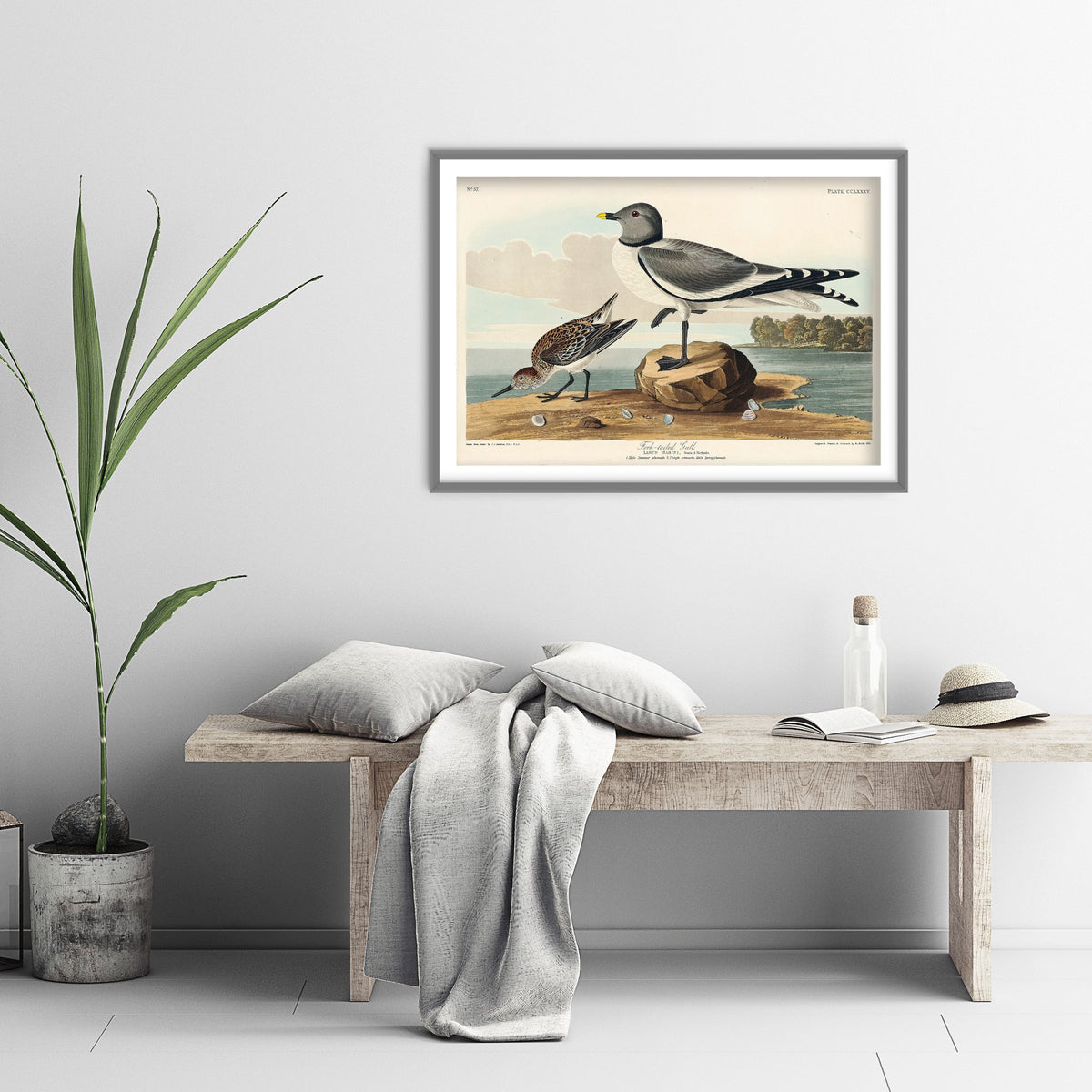 Sabine's Gull Art Print - John James Audubon Poster - Birds of America Vintage Illustration