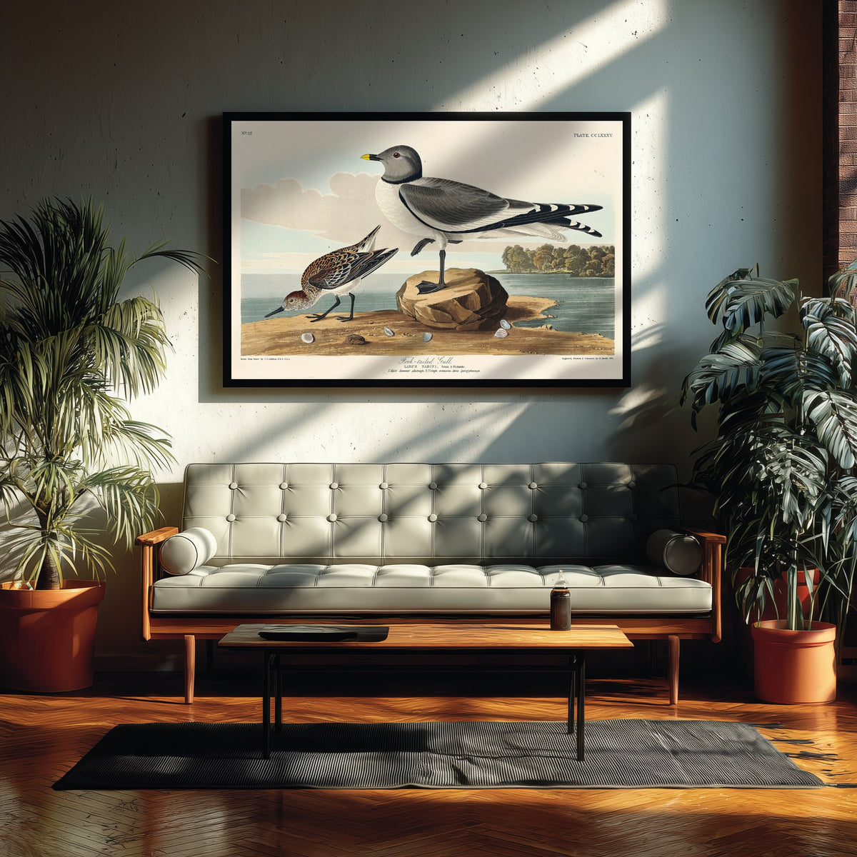 Sabine's Gull Art Print - John James Audubon Poster - Birds of America Vintage Illustration