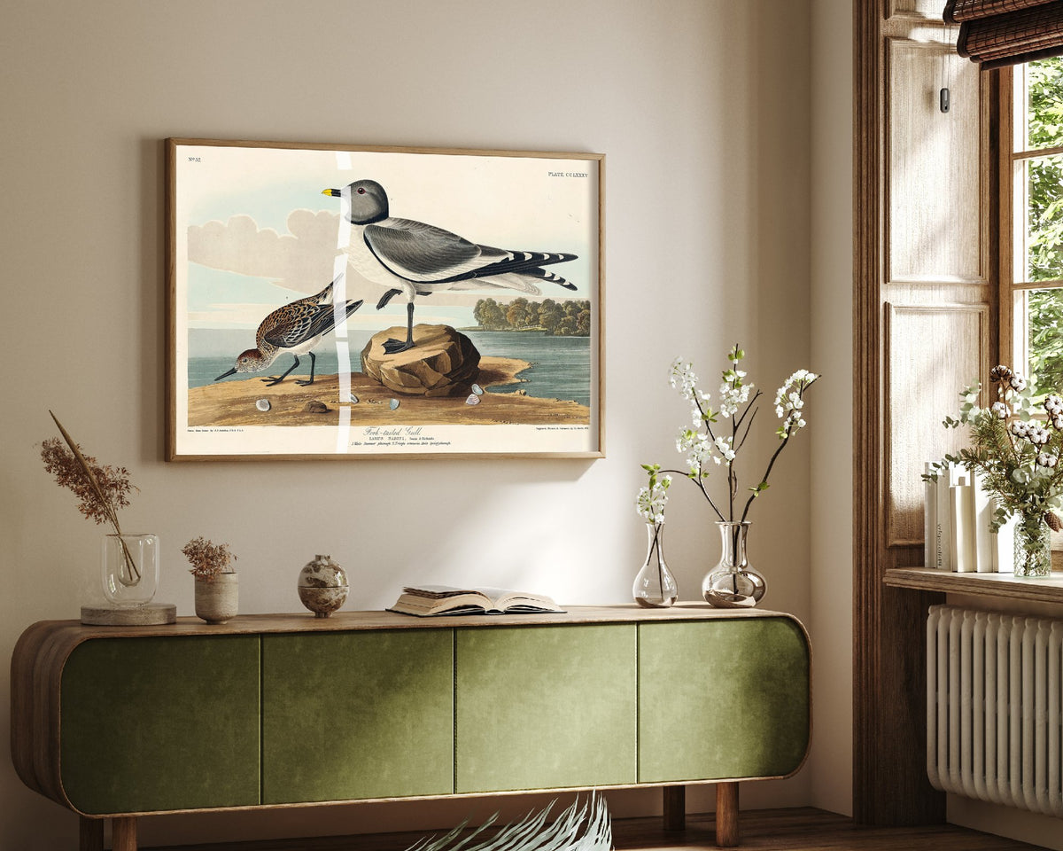 Sabine's Gull Art Print - John James Audubon Poster - Birds of America Vintage Illustration
