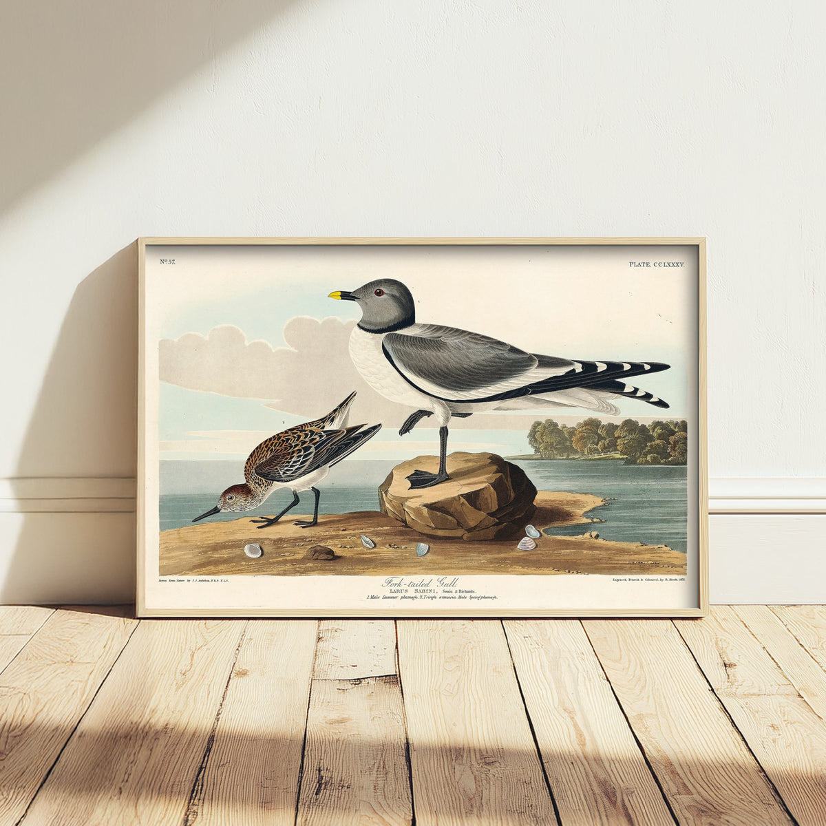 Sabine's Gull Art Print - John James Audubon Poster - Birds of America Vintage Illustration