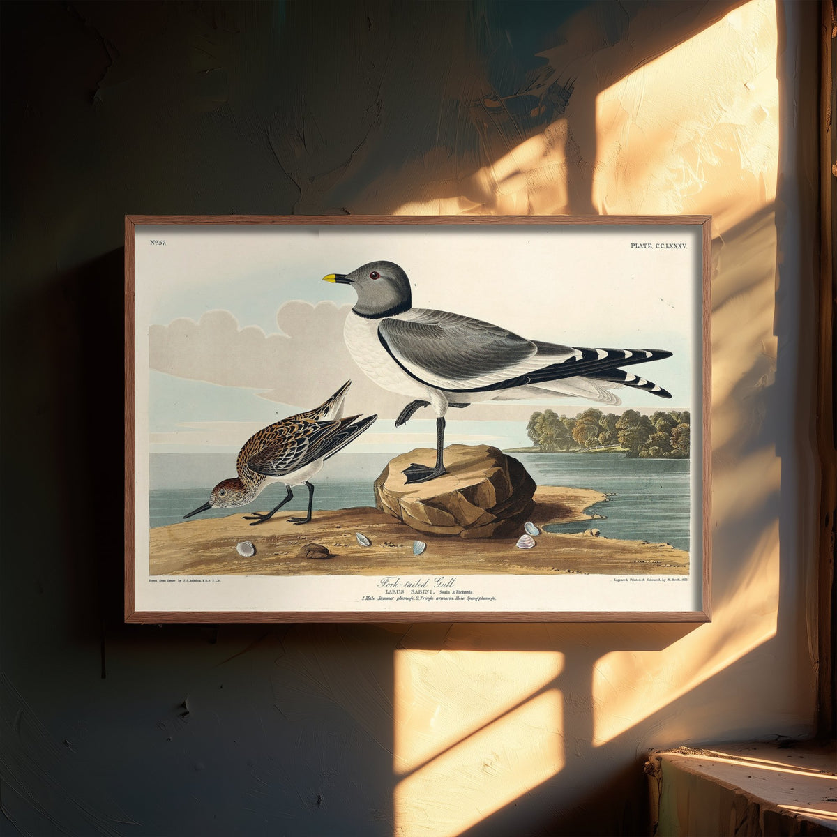 Sabine's Gull Art Print - John James Audubon Poster - Birds of America Vintage Illustration