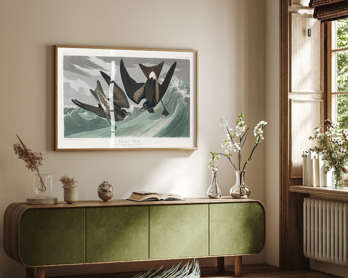 Leach's Storm-Petrel Art Print - John James Audubon Poster - Birds of America Vintage Illustration