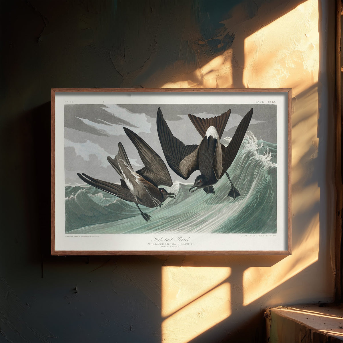 Leach's Storm-Petrel Art Print - John James Audubon Poster - Birds of America Vintage Illustration