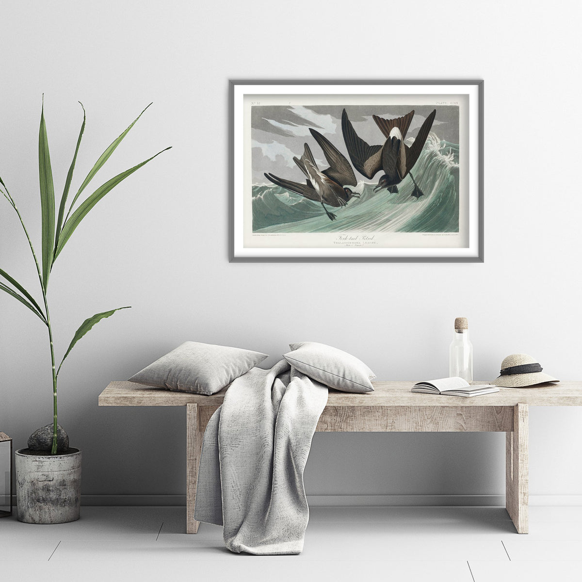 Leach's Storm-Petrel Art Print - John James Audubon Poster - Birds of America Vintage Illustration