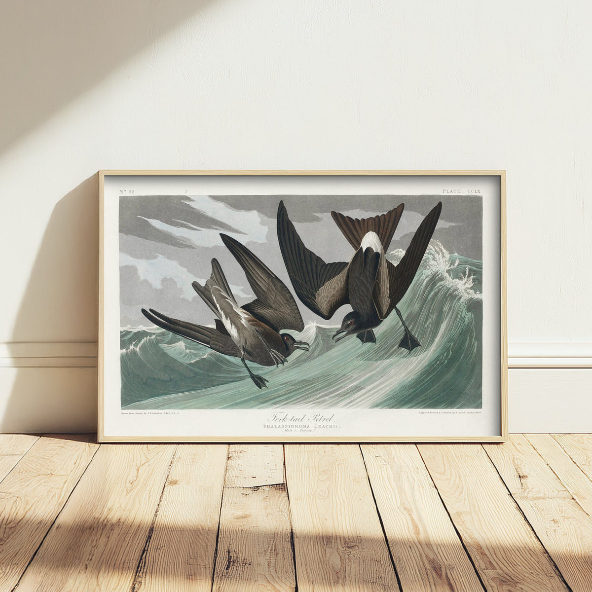 Leach's Storm-Petrel Art Print - John James Audubon Poster - Birds of America Vintage Illustration